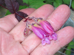 Nothochelone nemorosa