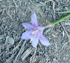 Moraea polyanthos