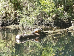 Deirochelyinae