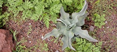 Agave