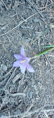 Moraea polyanthos