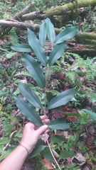 Syzygium cumini