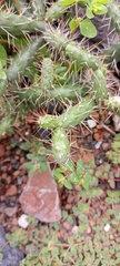 Opuntia pubescens