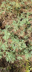 Tephrosia virginiana