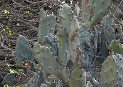 Opuntia quimilo
