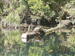 Deirochelyinae
