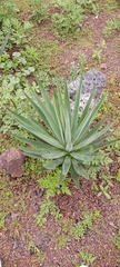 Agave xylonacantha