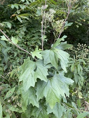 Arnoglossum atriplicifolium
