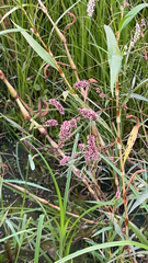 Persicaria lapathifolia