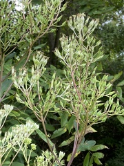 Arnoglossum atriplicifolium
