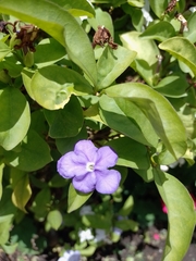 Brunfelsia uniflora