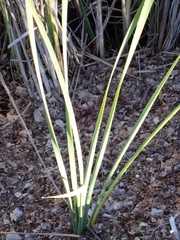 Typha domingensis