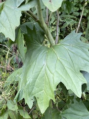 Arnoglossum atriplicifolium