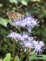 Amblyscirtes aesculapius