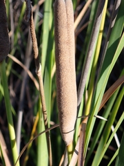 Typha domingensis