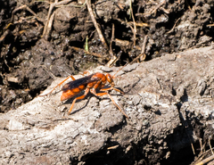Tachypompilus unicolor
