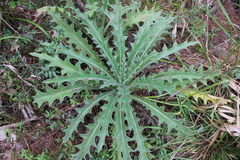 Cirsium horridulum