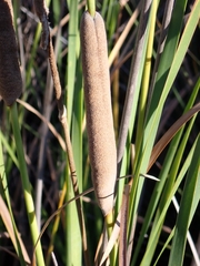 Typha domingensis