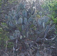 Opuntia quimilo