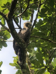 Spizaetus tyrannus