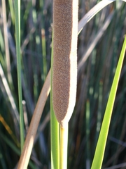 Typha domingensis