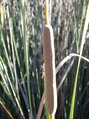 Typha domingensis