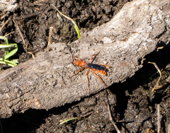 Tachypompilus unicolor