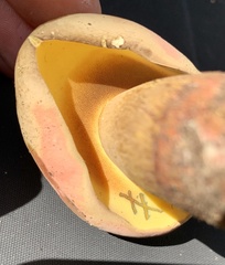 Lanmaoa pallidorosea