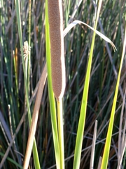 Typha domingensis