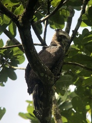 Spizaetus tyrannus