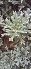 Artemisia tripartita