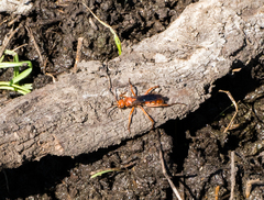 Tachypompilus unicolor