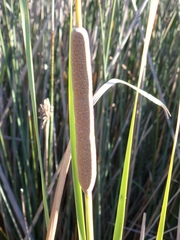 Typha domingensis