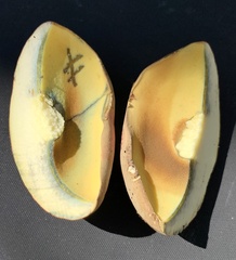 Lanmaoa pallidorosea