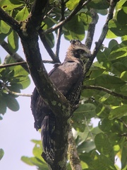 Spizaetus tyrannus