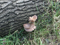 Pleurotus
