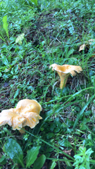 Cantharellus
