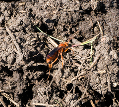 Tachypompilus unicolor