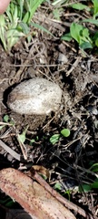 Mycenastrum corium