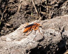 Tachypompilus unicolor