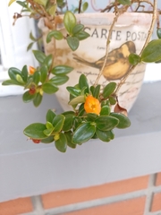 Nematanthus