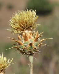 Centaurea centauroides