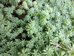 Sedum pallidum