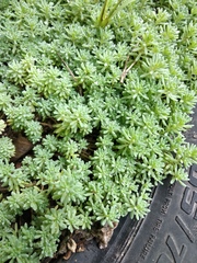 Sedum pallidum