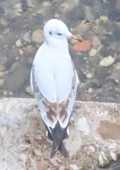 Chroicocephalus ridibundus