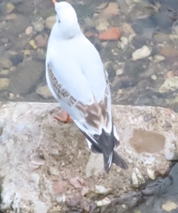 Chroicocephalus ridibundus