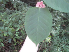 Reynoutria × bohemica