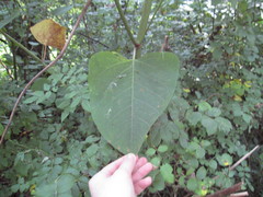 Reynoutria × bohemica