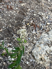 Asclepias texana