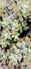 Echeveria pulvinata